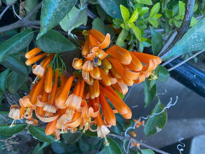 Afrikanische Honigbiene (Apis mellifera scutellata) auf einer Blüte ©AUCH