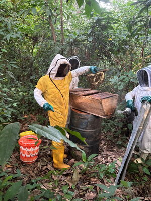 Honigernte an einen Top-Bar-Hive. Das Brutnest wird nicht zerstört. Foto aus Liberia. ©RANDALL