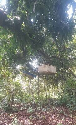 In einem Baum aufgehängte Kisten für konventionelle Bienenhaltung im Stabilbau ©KAPELE